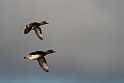 Wigeon